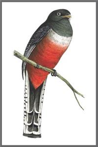 Notebook Trogon