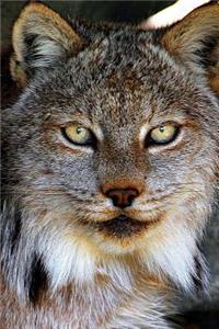 Beautiful Eurasian Lynx in the Forest Animal Journal