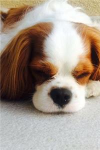 Sweet Snoozing Little Cavalier King Charles Puppy Dog Journal