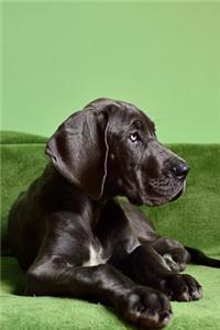 Such a Beautiful Black Great Dane Dog Pet Journal