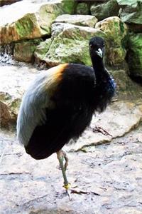 Grey Winged Trumpeter Walking on Stone Journal