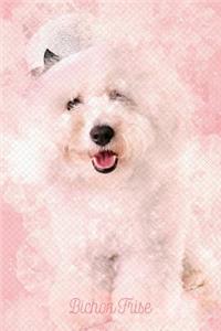 Bichon Frise