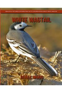 White Wagtail