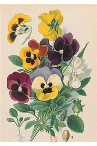 Carnet Ligné Pensées, Dessin 19e Siècle