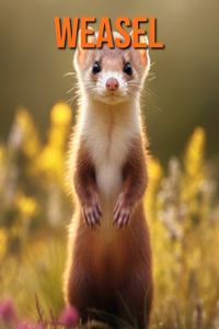 Weasel