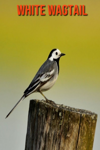 White Wagtail