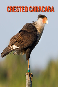 Crested Caracara