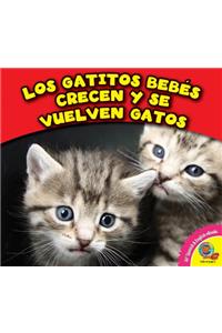 Los Gatitos Bebes Crecen y Se Vuelven Gatos