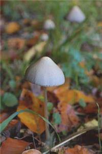 The Magic Mushroom Journal