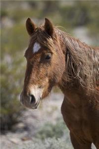 A Wild Horse in the Nevada Desert Journal