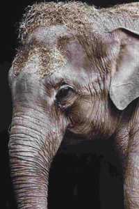 Elephant Journal Book