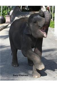 Baby Elephant