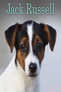 JACK RUSSELL PUPPIES M 2019