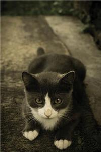 Notebook - Kitten