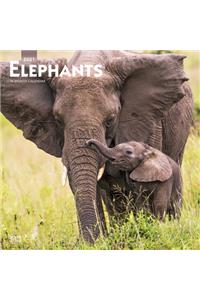 Elephants 2021 Square