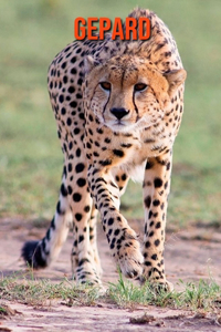 Gepard