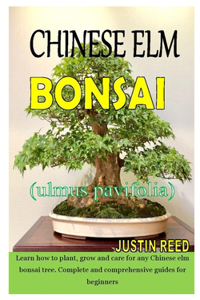 Chinese ELM Bonsai (Ulmus Parvifolia)