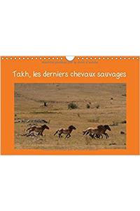 Takh, Les Derniers Chevaux Sauvages 2017