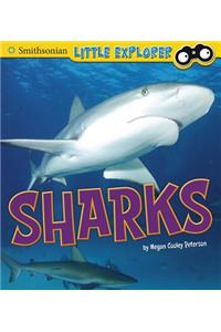Little Scientist Sharks