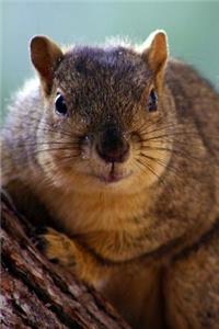 Curious Squirrel Journal