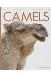 Camels