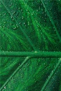 Nature Notebook
