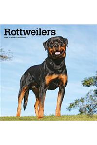 Rottweilers 2020 Square