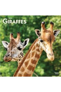 Giraffes 2020 Square