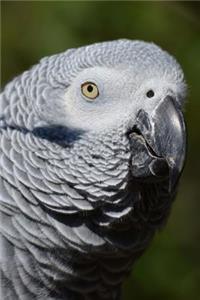 Partial Side Profile of an African Grey Parrot Journal