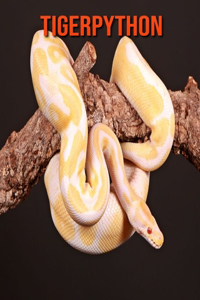 Tigerpython