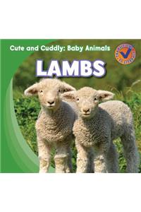 Lambs
