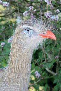 Red-Legged Seriema Close-Up Journal