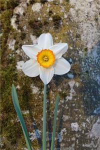 Single White Daffodil Flower Journal