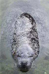 A Seal Enjoying a Swim Journal