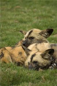 A Pair of African Painted Hunting Dogs (Lycaon pictus) Journal