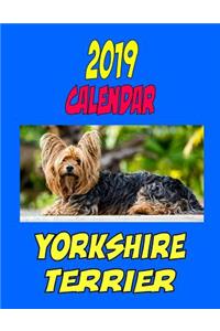 2019 Calendar Yorkshire Terrier