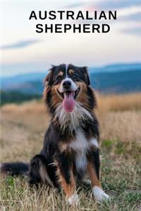 Australian Shepherd