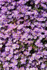 Stunning Purple Ice Plant Lampranthus Flowers Journal
