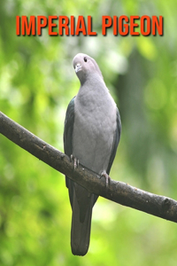 Imperial Pigeon