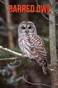 Barred Owl