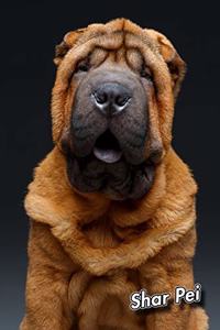 Shar Pei