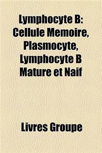 Lymphocyte B