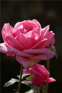 Pink Rose in the Garden Journal