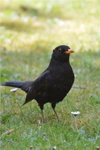 Well Hello There Little Blackbird Avian Journal