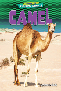 Camel