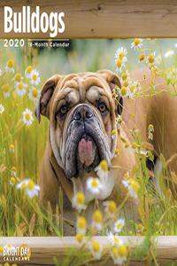 BULLDOGS WALL CALENDAR 2020