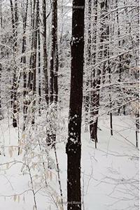 Winter Season School Composition Book Forest 130 Pages