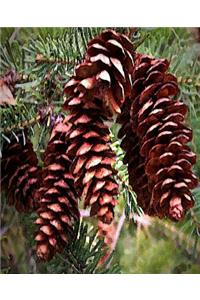 Winter Holiday Pinecones Christmas Evergreen School Comp Book 130 Pages