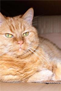 Orange Cat in a Box Journal