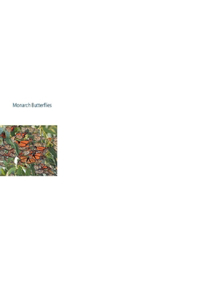 Monarch Butterflies